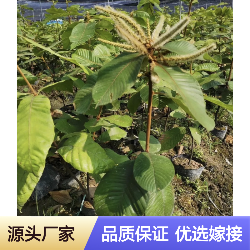 嫁接风流果树苗 保持母本优良特性 早产丰产 抗旱抗寒