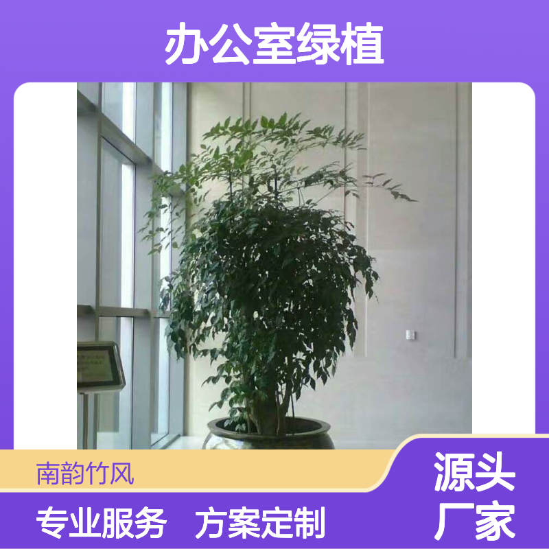 办公室绿植租摆服务 方案定制 专业挑选 节日装饰