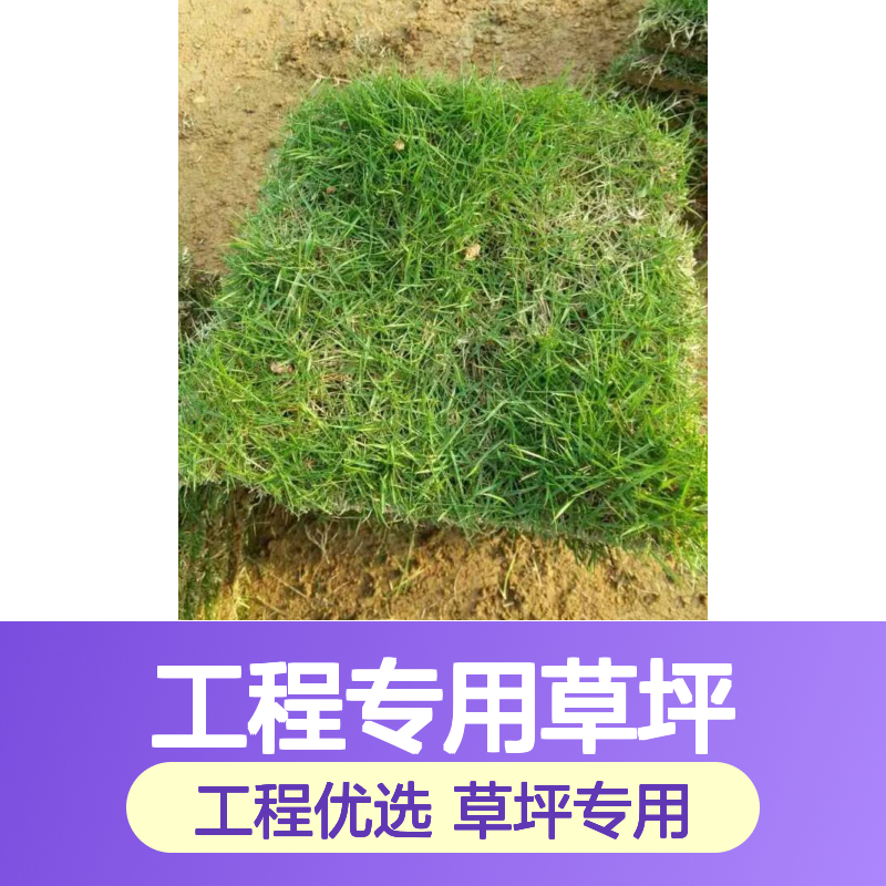 高尔夫球草草皮种植 工程专用草坪 管理精细 生长繁茂