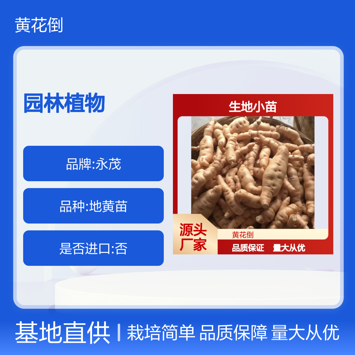 精选生地小苗 基地培育 园林植物优选 无病虫害