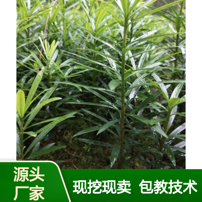 现挖现卖兰屿罗汉松树苗 基地直发包教种植管理技术 品质纯正可票
