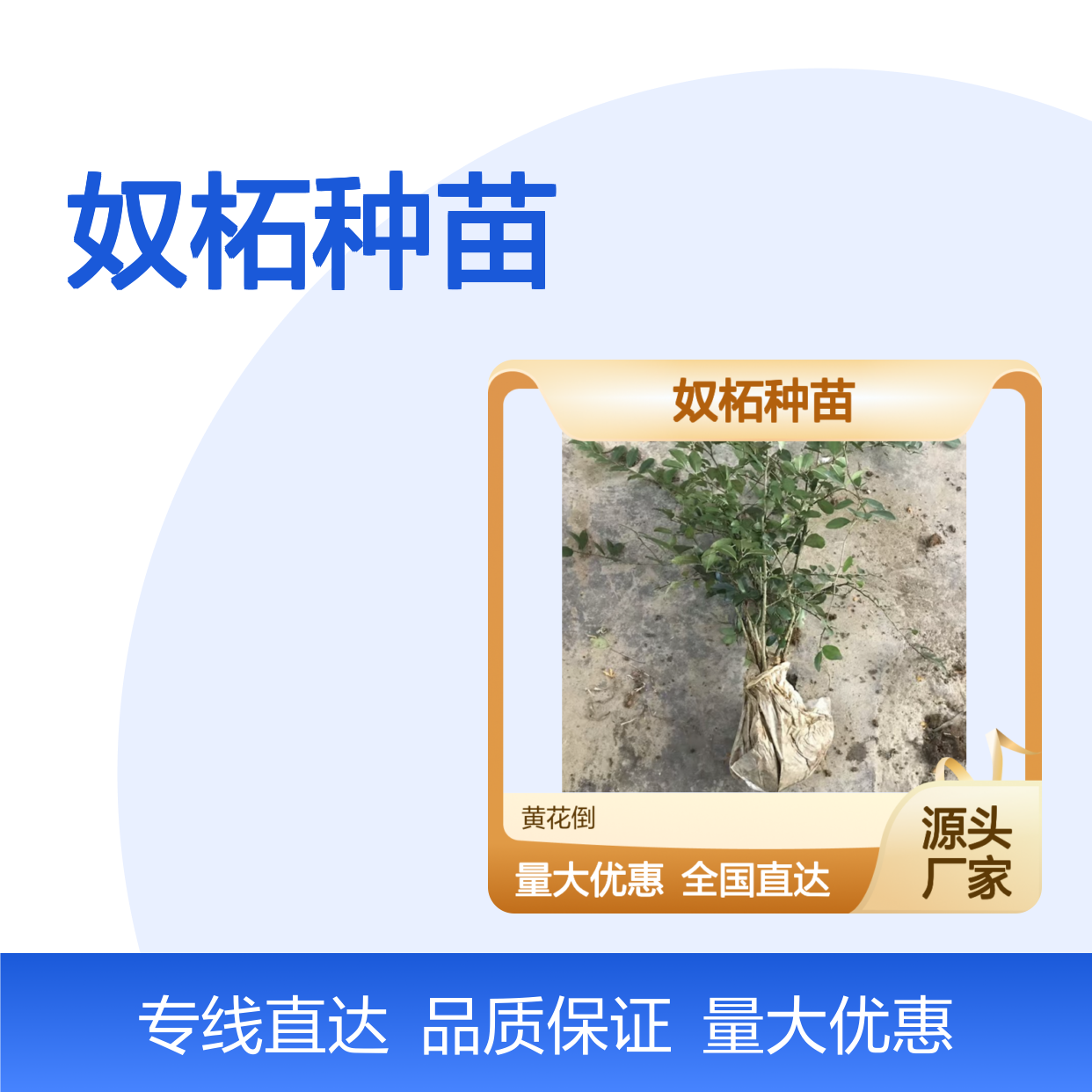 农户直供奴柘种苗 购买数量达到要求全国专线车直达送货
