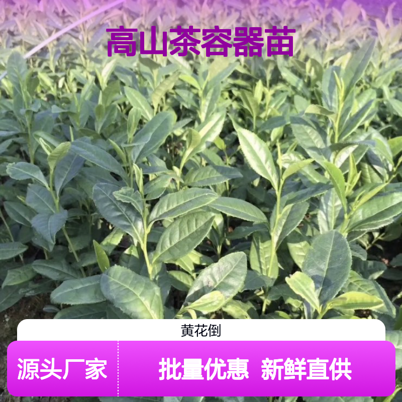高山茶容器苗 基地直批 全国送货 品质保证 新鲜培育