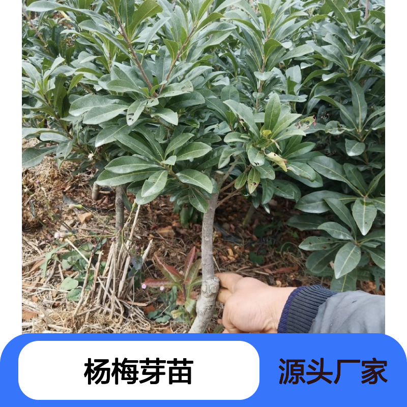 现起现发东魁杨梅芽苗 送货上门包邮 欢迎来电洽谈经验分享
