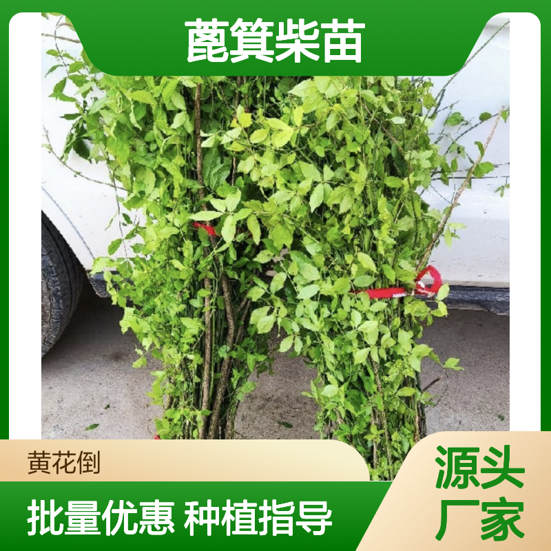 蓖箕柴苗 百亩种植区直供 根系发达 生长迅速 适应性强