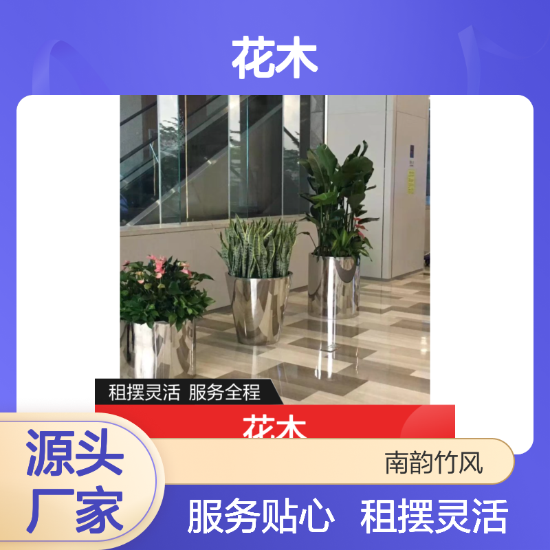 南韵竹风花木租摆服务 品种多样 货源充足 售后完善