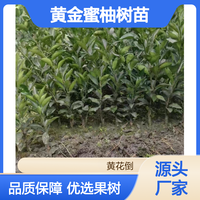 黄金蜜柚树苗 优质果树苗木 高产稳产 抗病性强