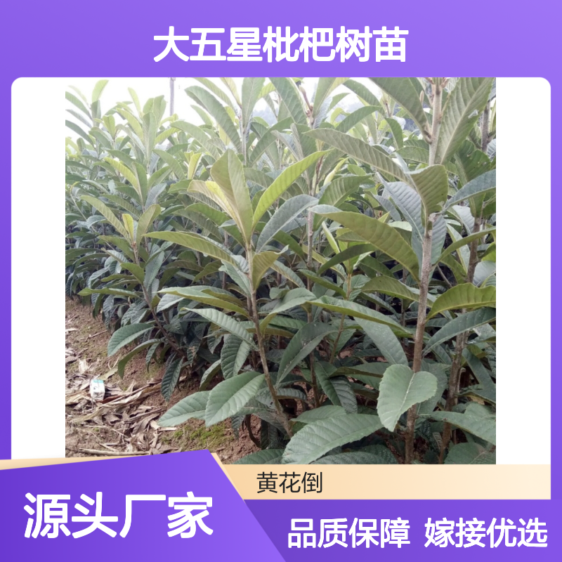 大五星枇杷树苗 嫁接繁殖 产量高 生长强健 果肉细腻