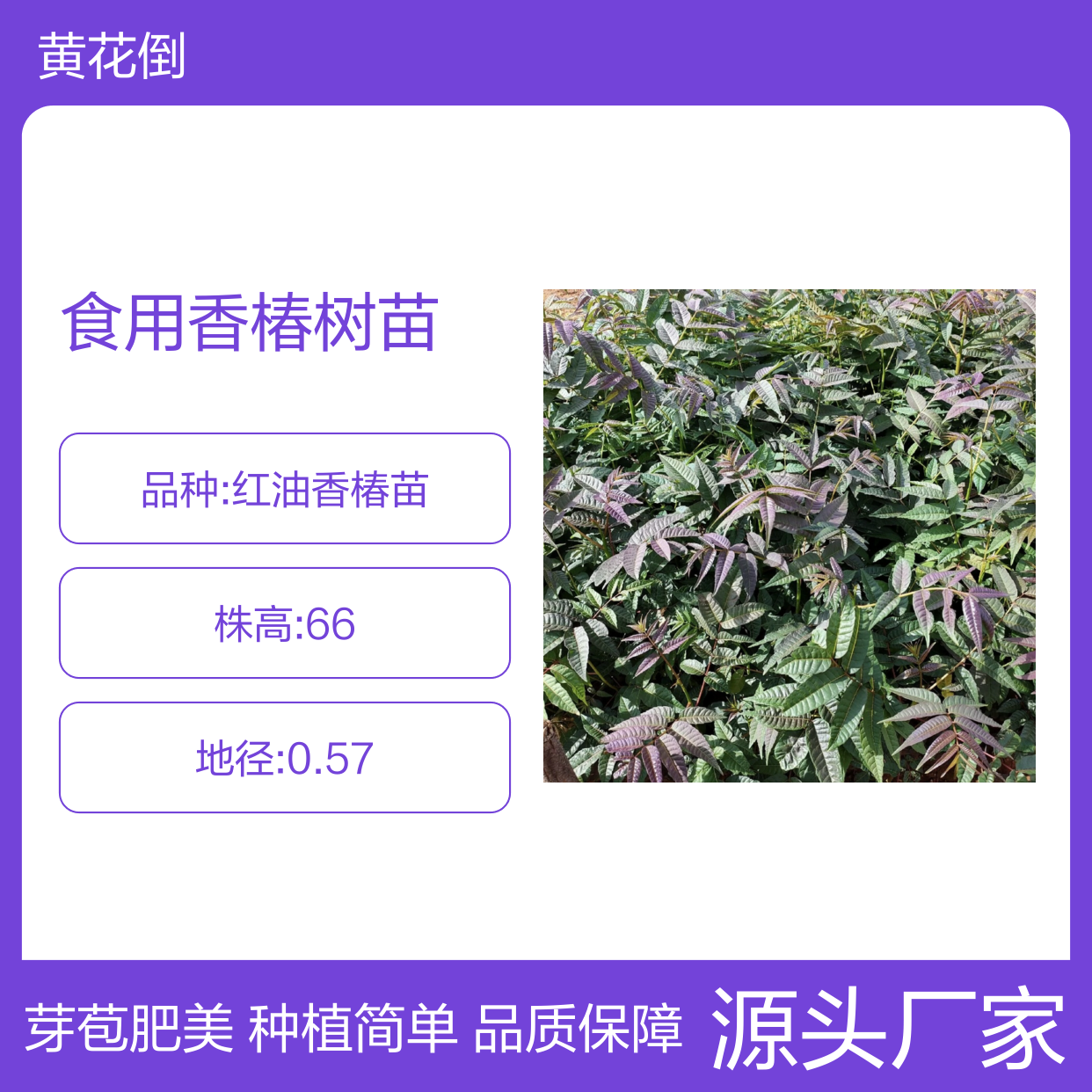 精选食用香椿树苗 园林绿化优选 品种丰富 生长迅速