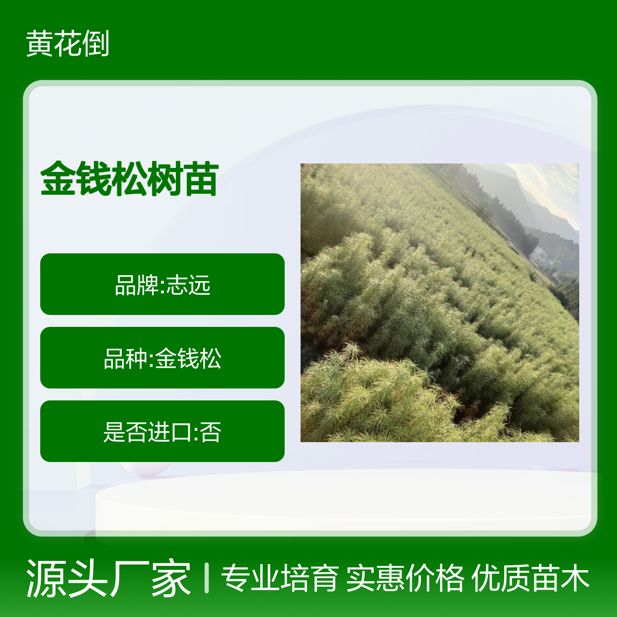 乔木金钱松 树苗培育合作社 一手货源 品质优良