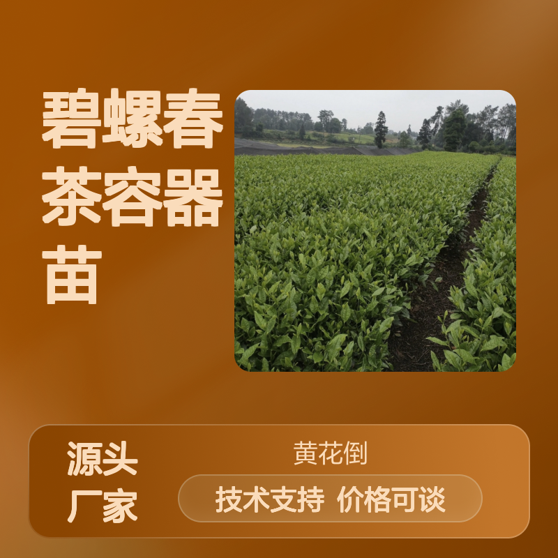 新鲜碧螺春茶苗 容器培育 支持定制 现挖现卖 品质保证