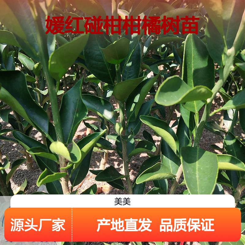 媛红碰柑柑橘树苗 橘子苗批发 产地桔苗场直发 果实口感独特