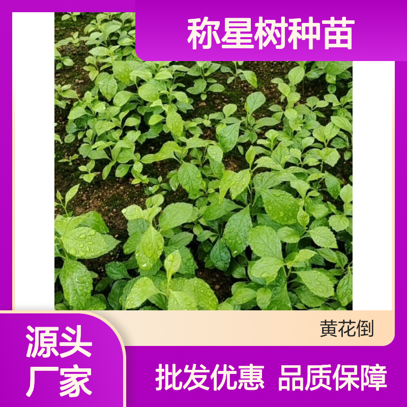 称星树种苗 岗梅植物批发 品质优良 生长旺盛 药用价值