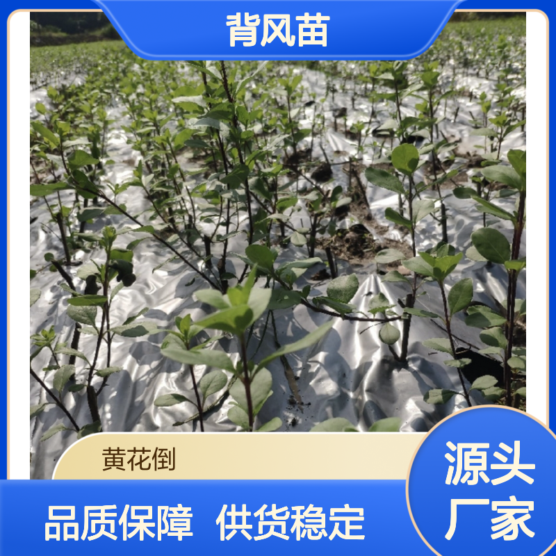 优质白背风苗 批量供应中 生长迅速 管理简单 药用价值