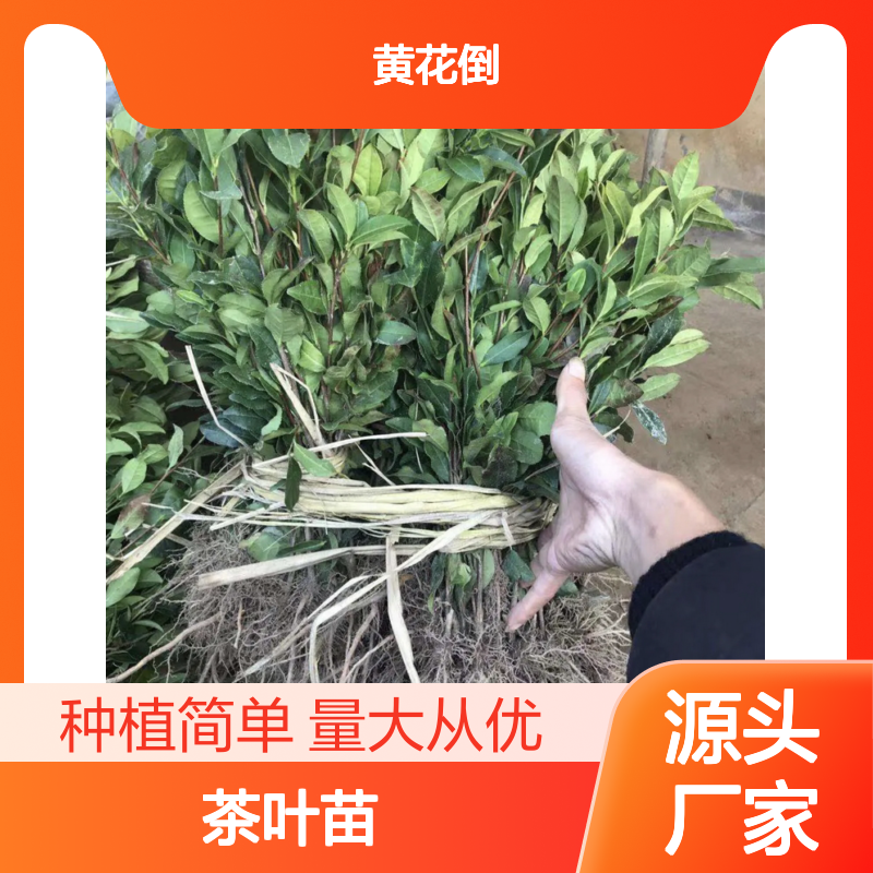 本山茶叶苗 优质常绿灌木 园艺种植 生长迅速 适应性强