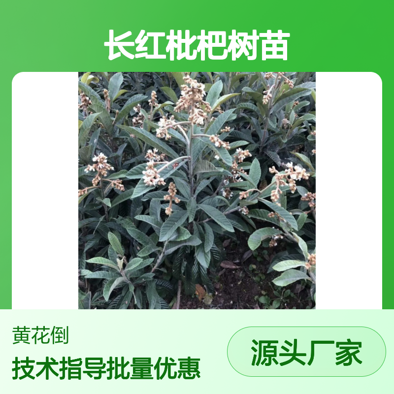 批发长红枇杷树苗 园林优选品种 基地直供 售后无忧