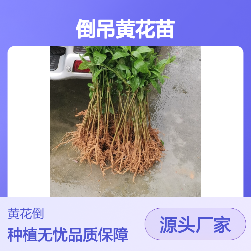 倒吊黄花苗 园林常绿灌木 易于种植 观赏性强 管理简单