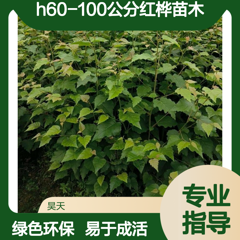 H60-100公分红桦苗木 长江流域种植 绿色落叶风景树 桦树营养杯苗