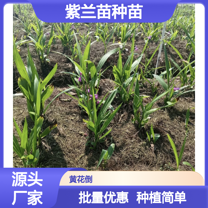 紫兰苗种植专家 批发各种规格 品质优良 生长迅速