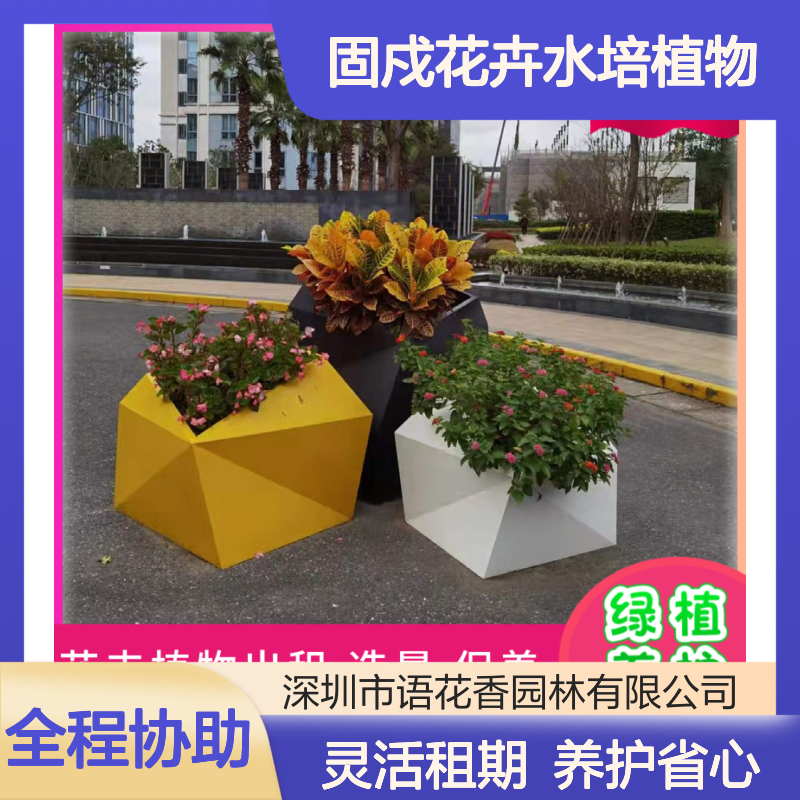 固戍花卉水培植物 天堂鸟盆栽 绿植出租 长期短期灵活租摆