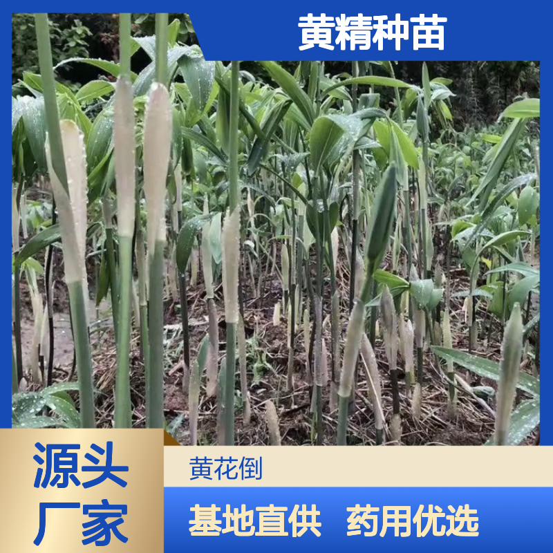黄精种苗 优质中药材种植 基地直供 生长迅速 适应性强