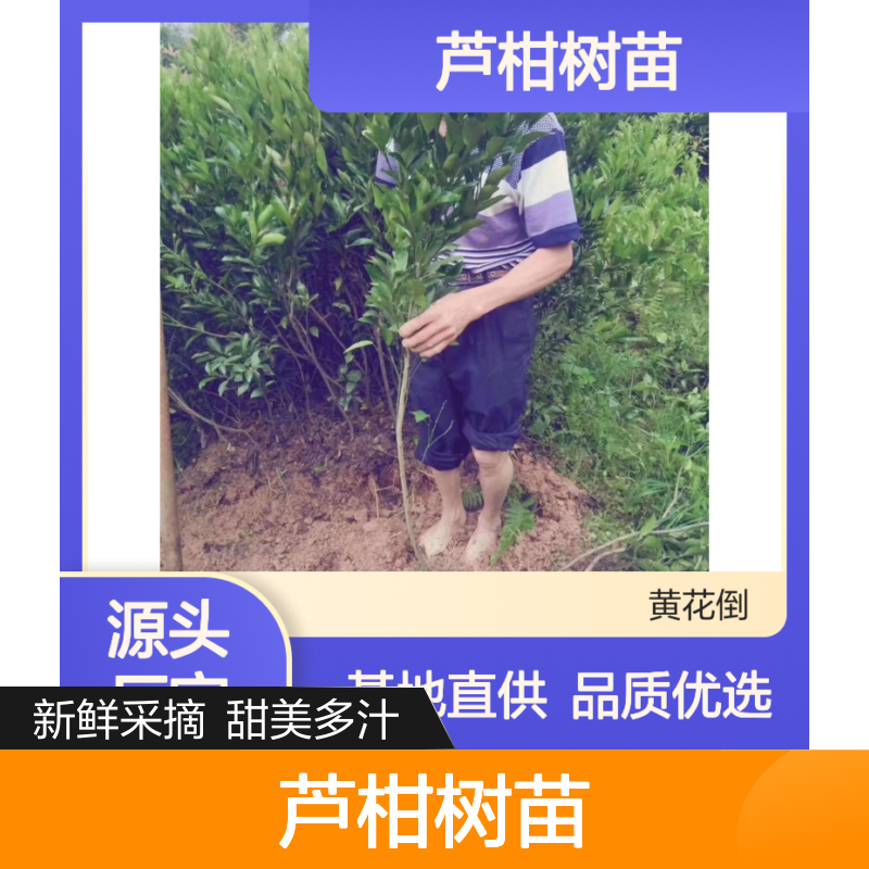 永 果形优美 枝繁叶茂 香甜可口 成活率高 基地直供