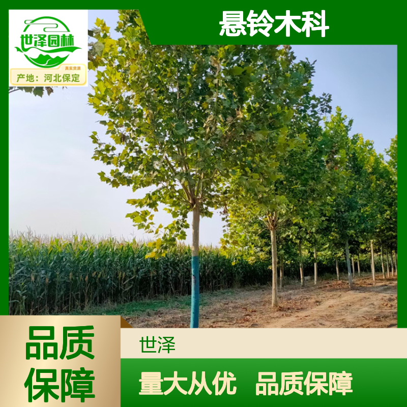 世泽园林-15/20公分法桐-法国梧桐-悬铃木科-按需包装-大冠幅