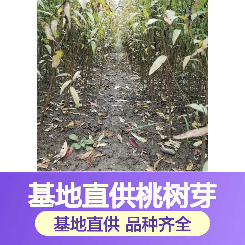 基地直供桃树芽 品种齐全质量保证根系发达种植好管理