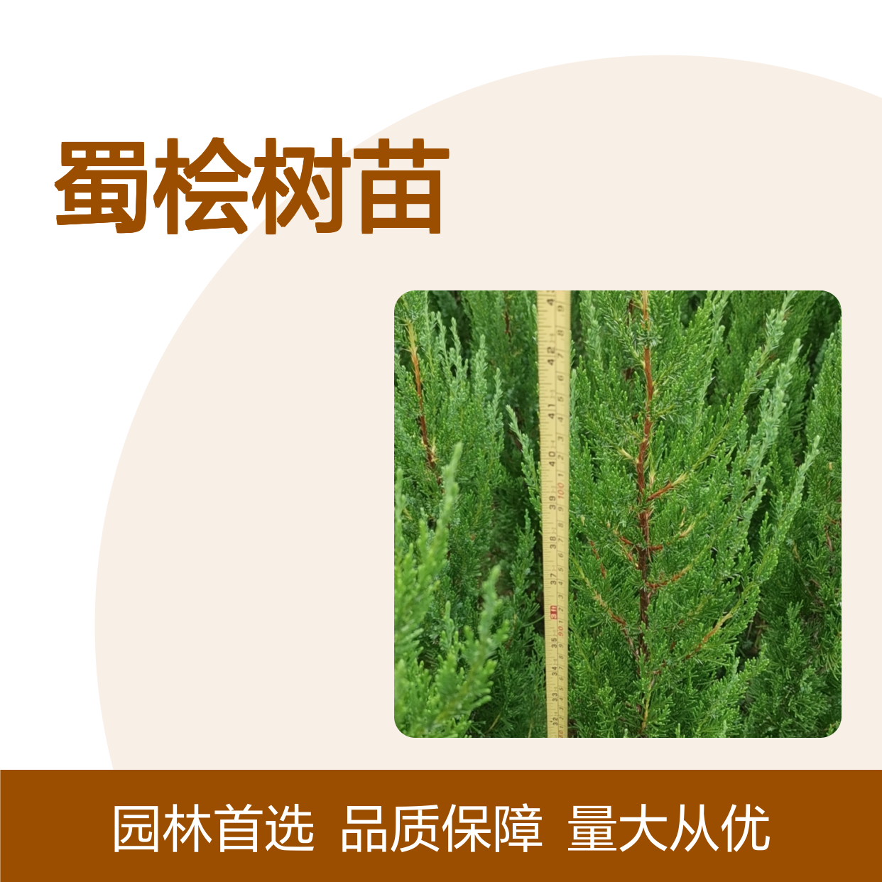蜀桧树苗 批发基地直供 园林绿化优选 适应性强