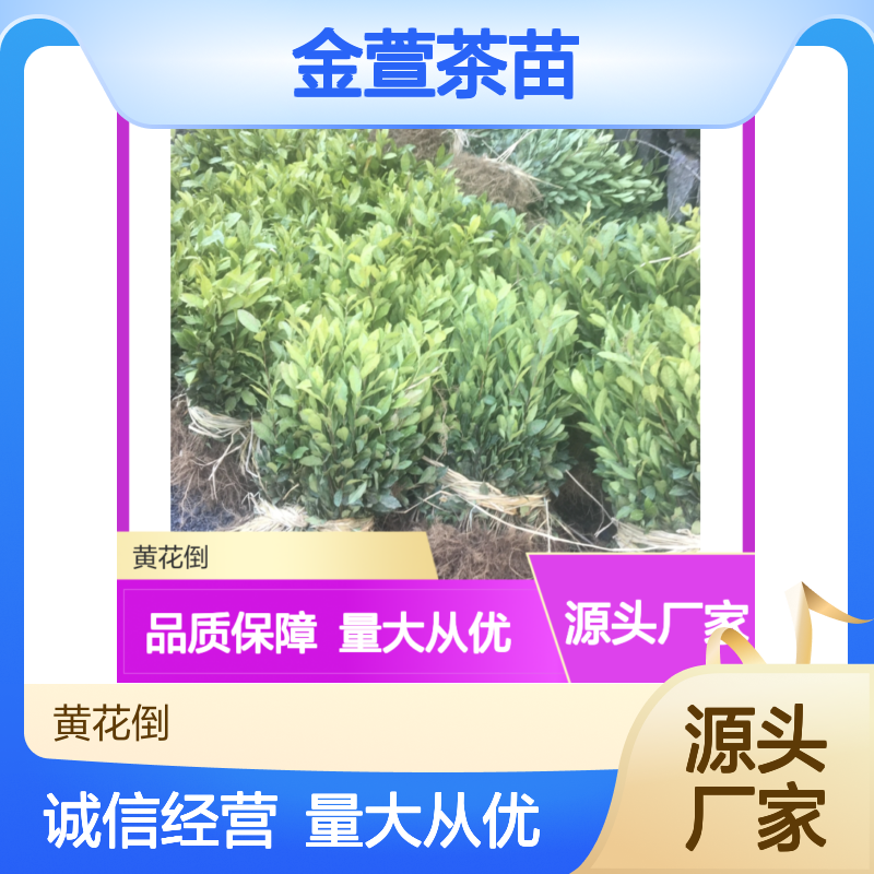 金萱茶苗 独特茶香 稀有品种 基地直供 技术成熟