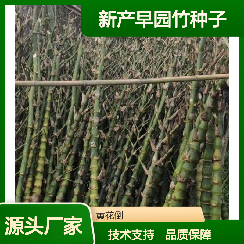新产早园竹种子 竹林种植优选 速生型草 自营基地
