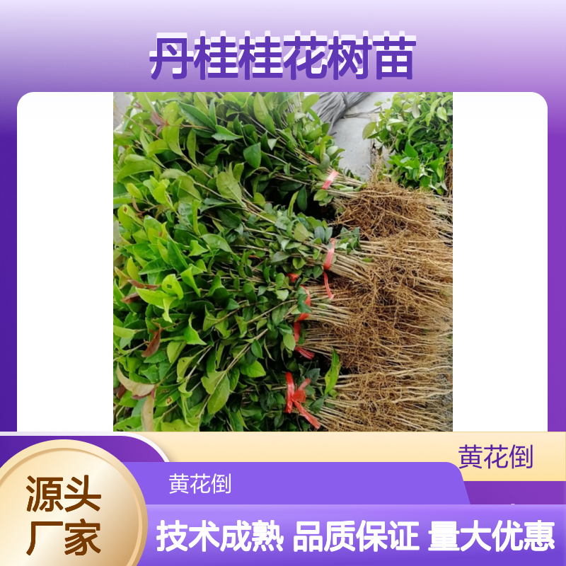 优质丹桂桂花树苗 批量供应中 品种纯正 成活率高