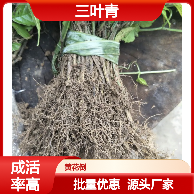 三叶青种苗 扦插繁殖 移栽成活率高 产地直供 品质优良