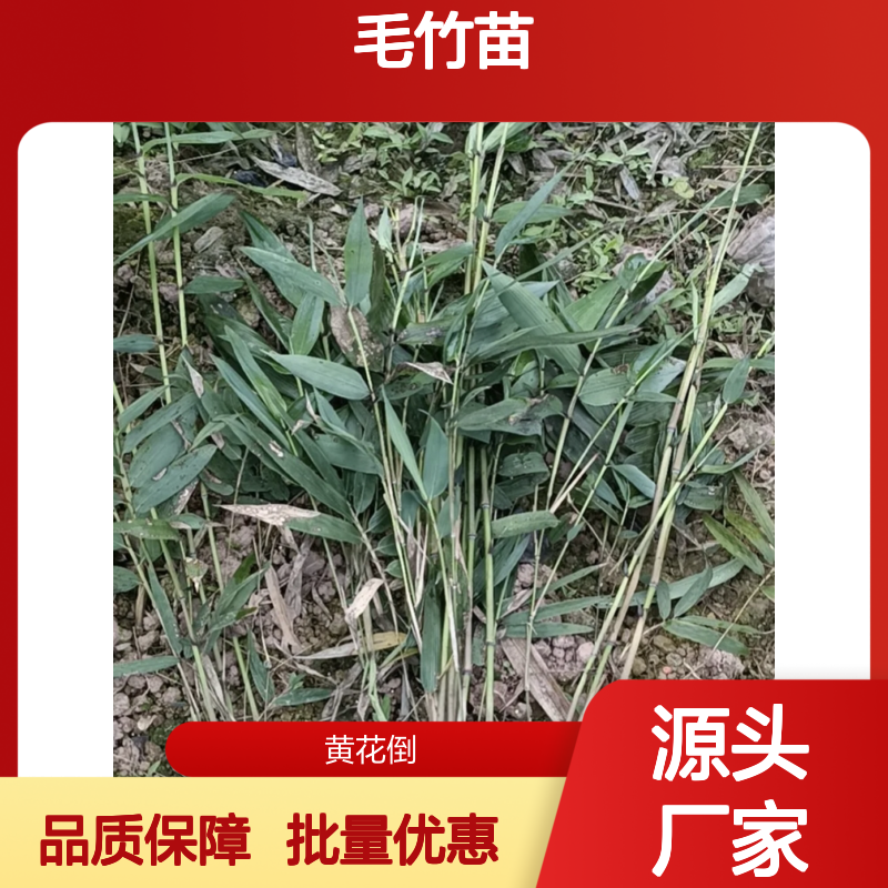 毛竹苗基地批发 园林绿化优选 生长迅速 四季青翠
