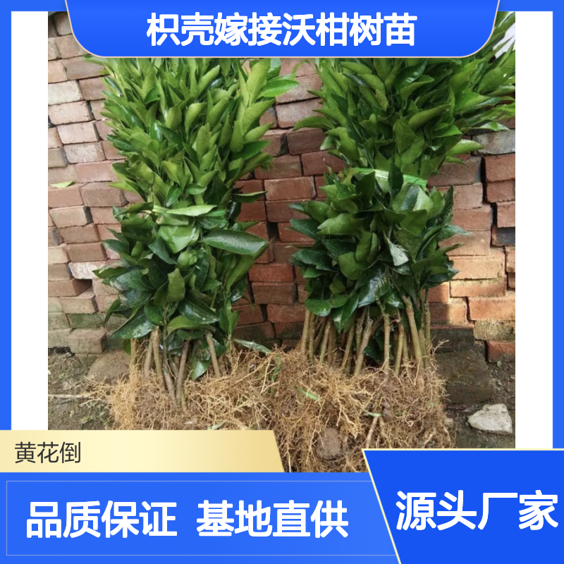 枳壳嫁接沃柑树苗 基地直供挂果强 口感甜柔 产量颇丰