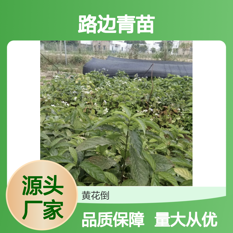 路边青苗批发 基地直供 园林植物 易种易活 生长迅速