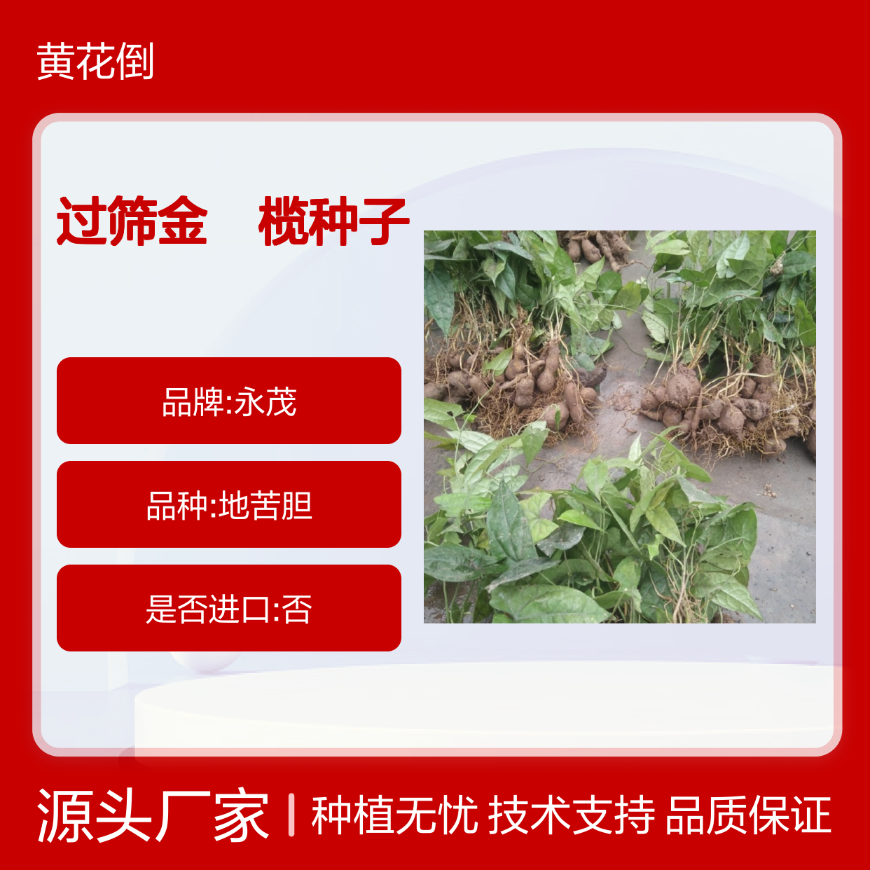 精选过筛金楛榄种子 基地供货技术指导支持 成活率高