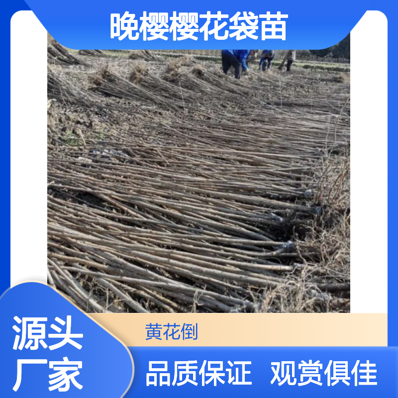晚樱樱花袋苗 园林观赏优选 多枝繁茂 秋叶橙黄