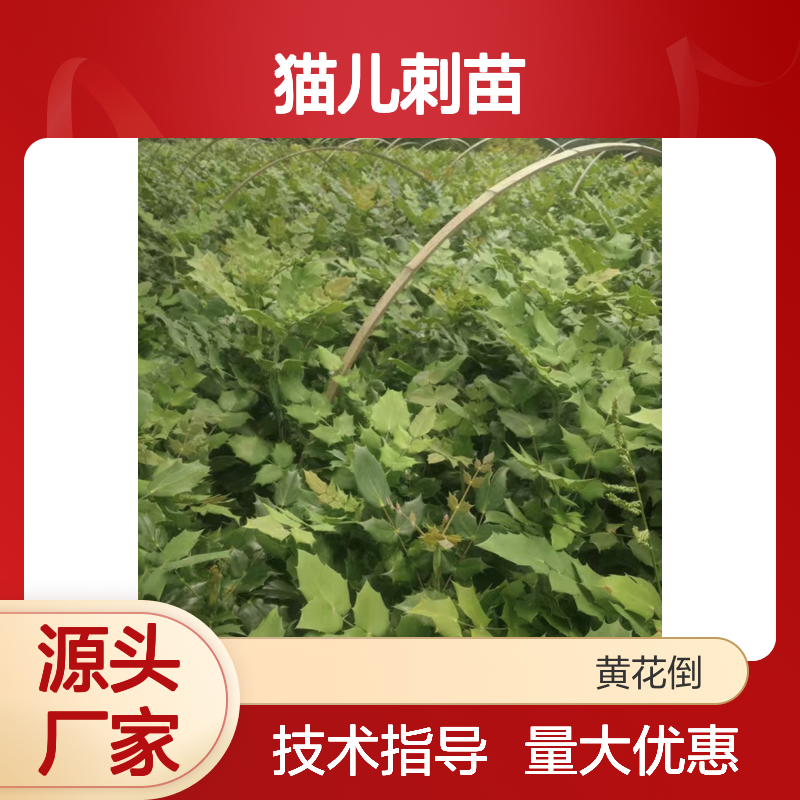 猫儿刺苗基地批发 园林绿植优选 生长迅速 抗寒耐旱