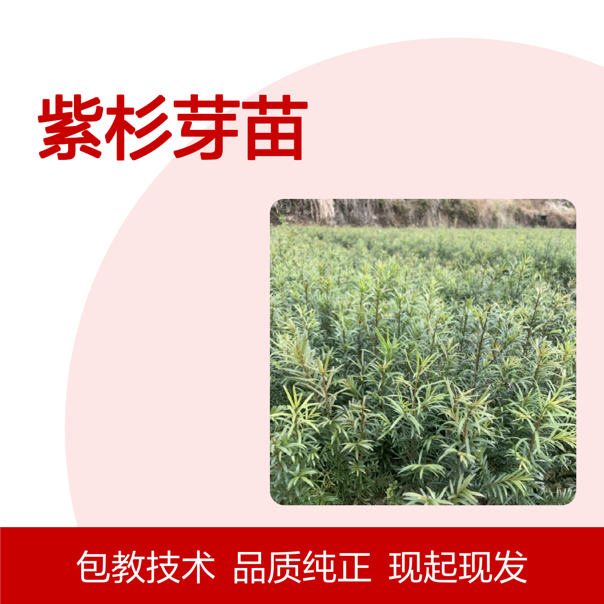 现起现发紫杉芽苗 基地直发包教种植管理技术 品质纯正可票