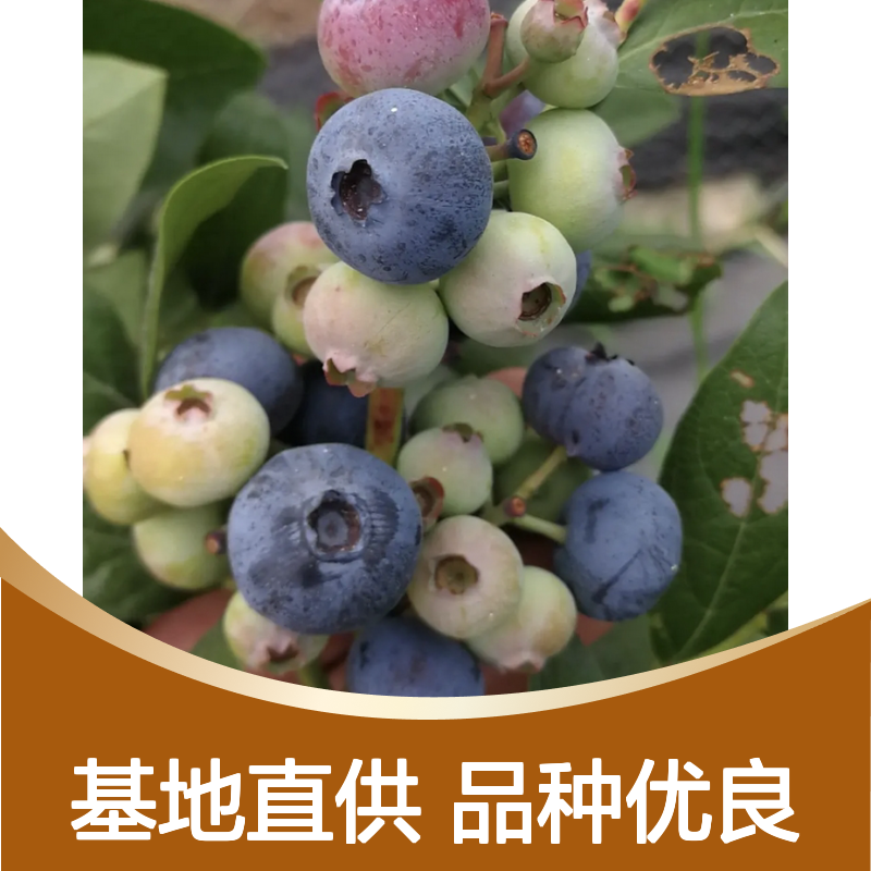 挂果蓝莓苗 基地直供 高效种植 风味极佳 耐寒性强