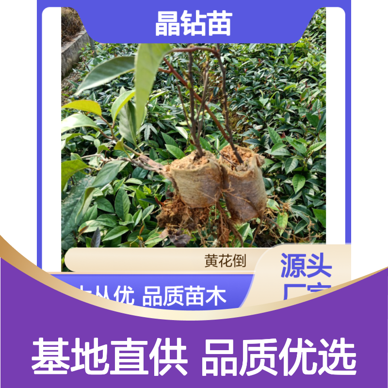 大晶钻苗批发 基地直供黑老虎苗 园林优选 生长旺盛