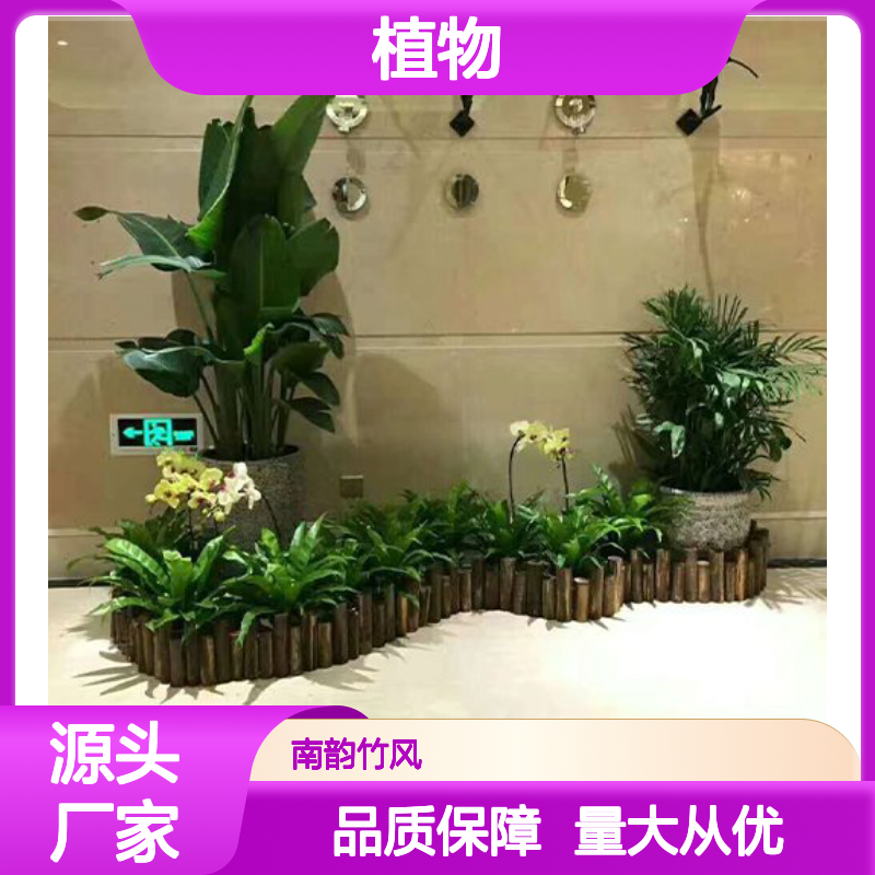 南韵竹风植物租摆服务 承接绿化工程 品种多样