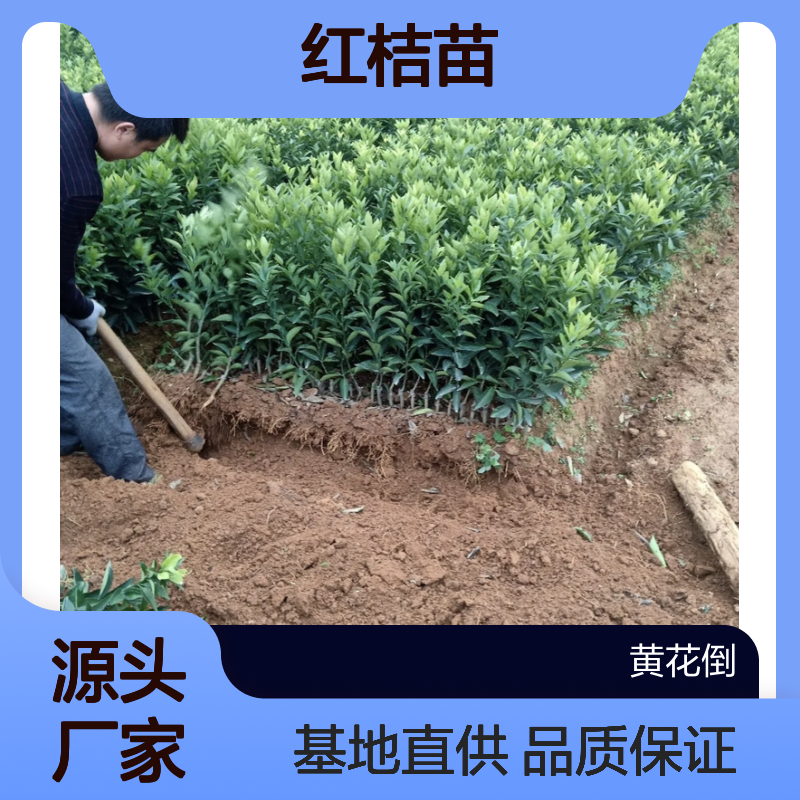 优质红桔苗 基地直供 果实紧密皮薄 浓甜无酸 耐贮性好