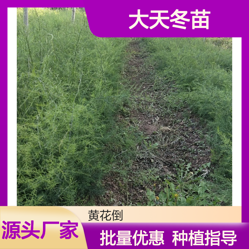 大天冬苗 攀援植物药用种植 品质优良 生长迅速