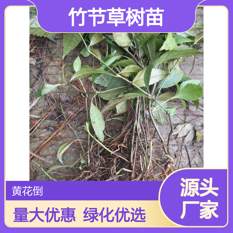 竹节草树苗 批发常绿灌木草珊瑚 观赏性强 易于繁殖