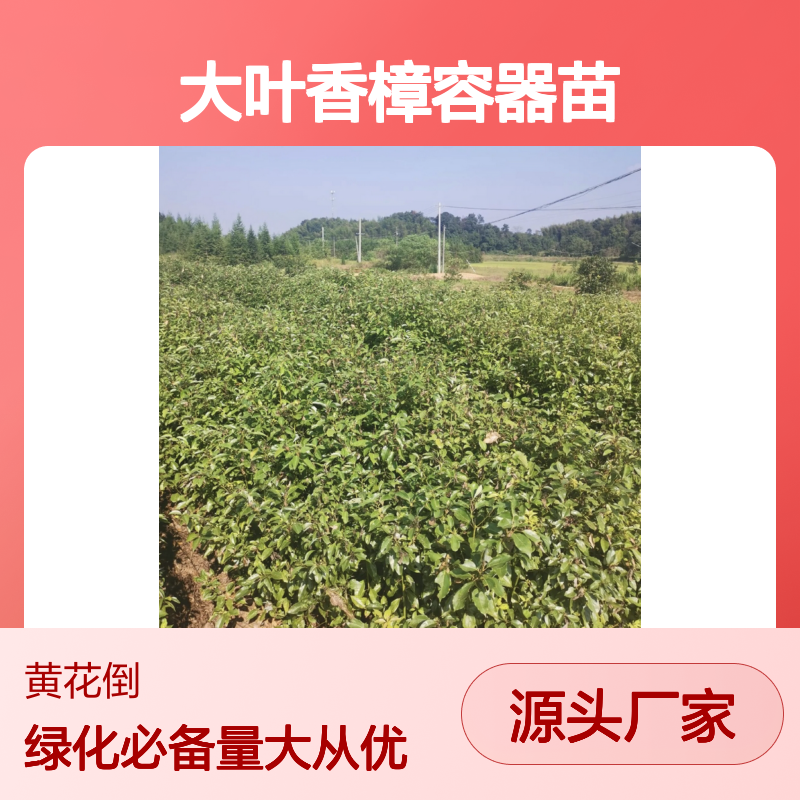 大叶香樟容器苗 百亩主产区直供 成活率高 适应性强