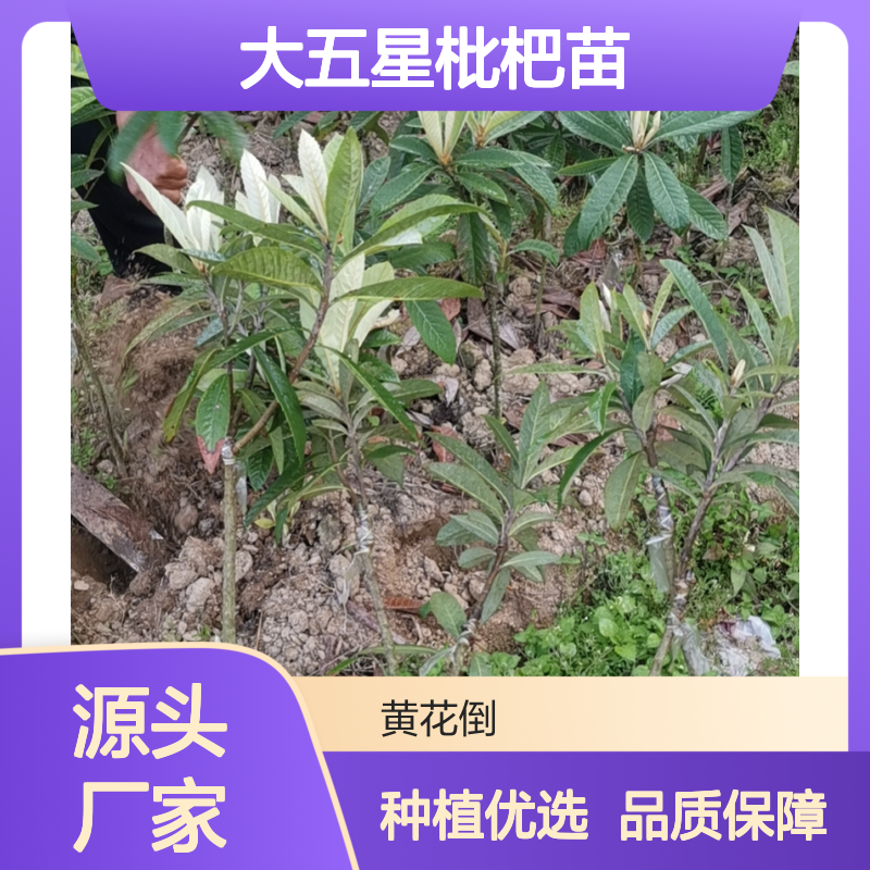 大五星枇杷苗 基地直供 果树苗木 生长健壮 易于管理