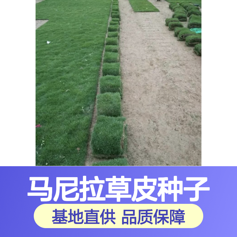 精选过筛马尼拉草皮种子 基地直供免费技术指导
