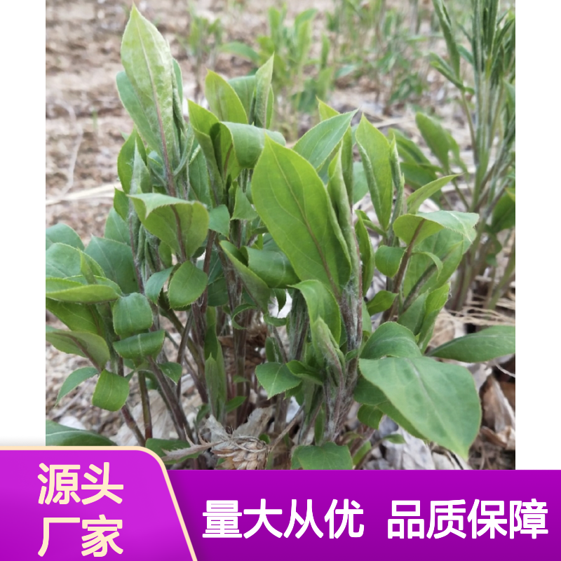 优质仓术种苗 多年生草本 基地直供 药圃栽培 香气浓郁